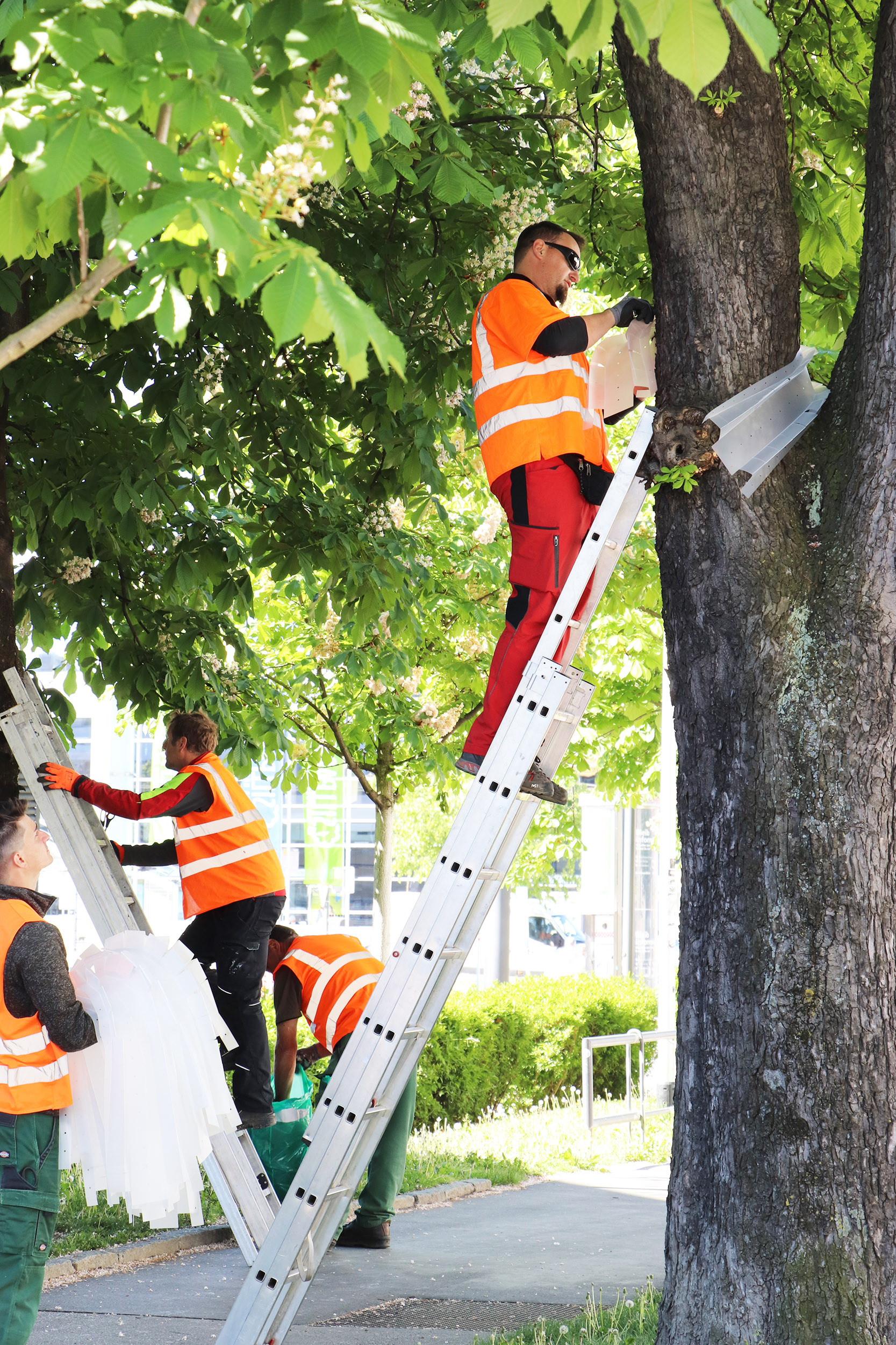 In der König-Laurin-Allee stehen viele Kastanien, deren Blattwerk Schatten und Feuchtigkeit spendet. Die Mottenfallen sollen den vorzeitigen Blattfall verhindern.