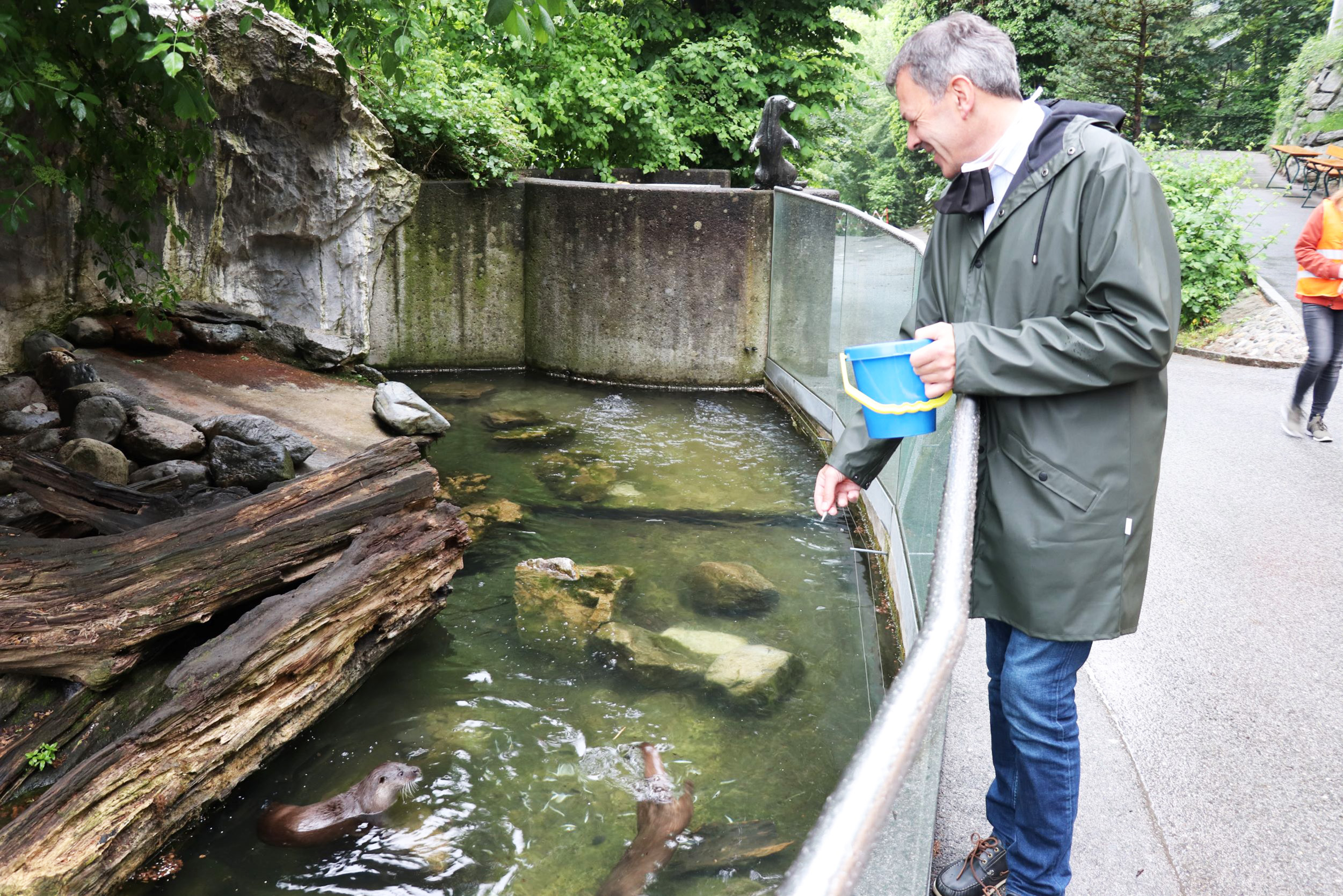 Nach 62 Tagen Corona-Sperre ist der Alpenzoo Innsbruck endlich wieder für BesucherInnen geöffnet. Diesen erfreulichen Anlass nutzte Bürgermeister Georg Willi zu einem Besuch. Zoodirektor André Stadler informierte ihn dabei über die Vorkehrungen des Alpenzoos, um für die Gäste einen sicheren Besuch zu ermöglichen. An Spitzentagen zählt der Alpenzoo bis zu 2.500 BesucherInnen täglich. Rund 2.000 Tiere und 150 verschiedene Arten werden in naturnah gestalteten Gehegen, Aquarien und Terrarien gepflegt. Der Alpenzoo ist damit weltweit einzigartig.