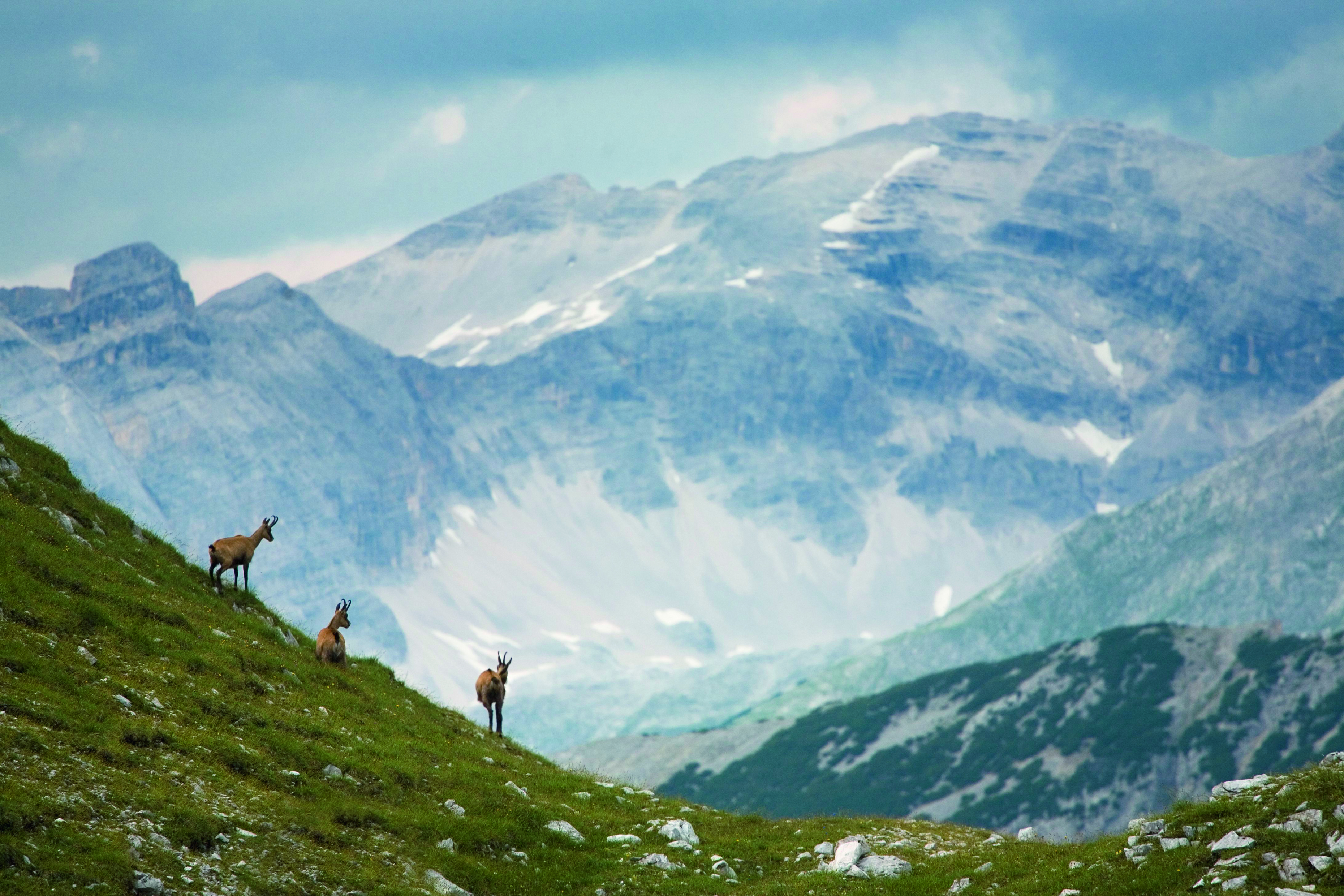 Ein Gämsenrudel genießt die Einsamkeit im Karwendel: Wo mehr Menschen unterwegs sind, sind Rücksicht auf die Natur und Achtsamkeit gefragt.