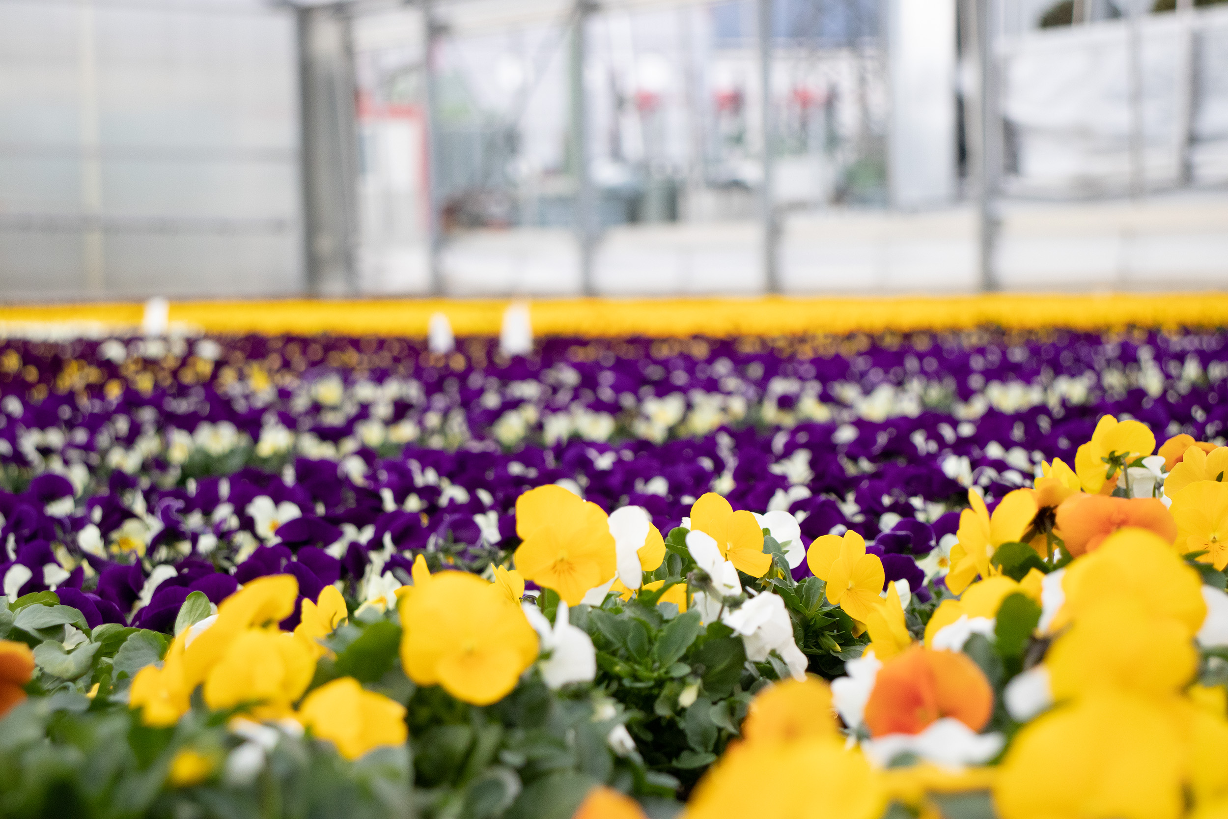 Die Blütenpracht gedeiht in den Glashäusern der Stadtgärtnerei in der Rossau.
