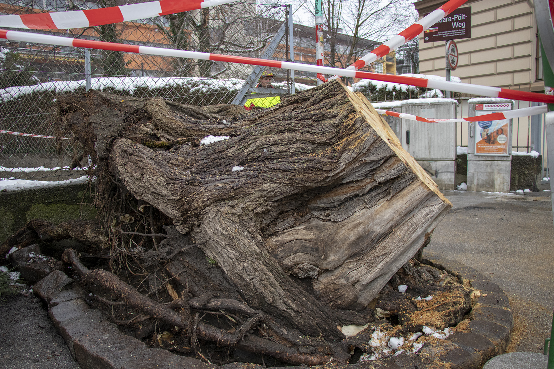 Der Baum in der Ing.-Etzel-Straße stürzte inklusive Wurzelteller um.