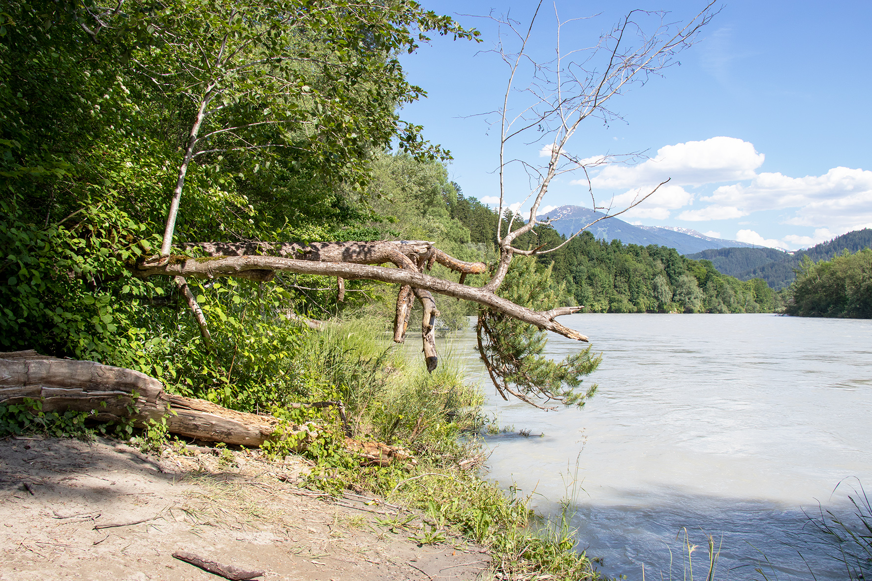 Die Kranebitter Innauen beheimaten 92 seltene Brutvogelarten und stehen daher unter besonderem Schutz.