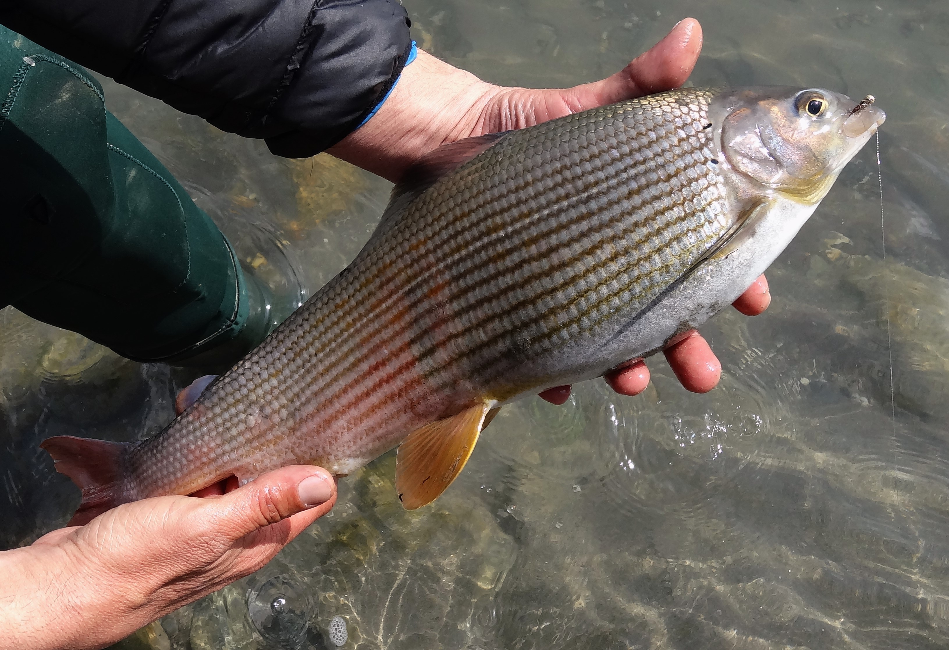 Die Äsche – der Fisch des Jahres 2021 – befindet sich nur noch selten unter den Fängen der Fischerinnen und Fischer. Daher werden regelmäßig Besatzäschen (Zuchtfische) im Inn ausgesetzt.