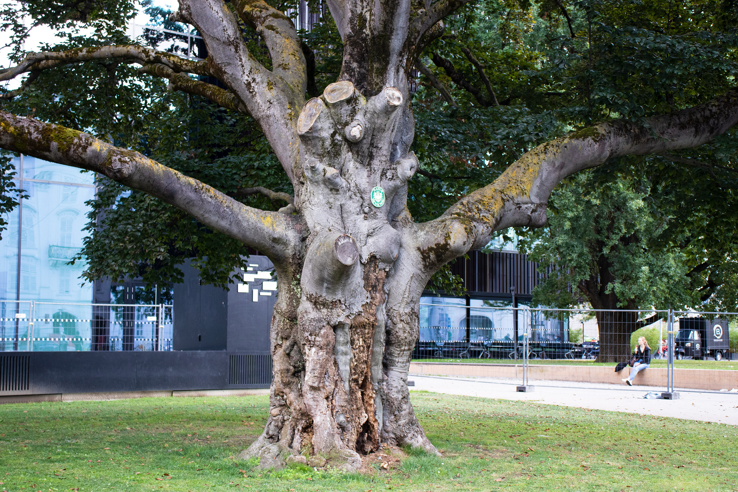 Die 120 Jahre alte Blutbuche vor dem Haus der Musik ist schwer von Pilzbefall betroffen – ExpertInnen empfehlen ihre umgehende Entfernung.