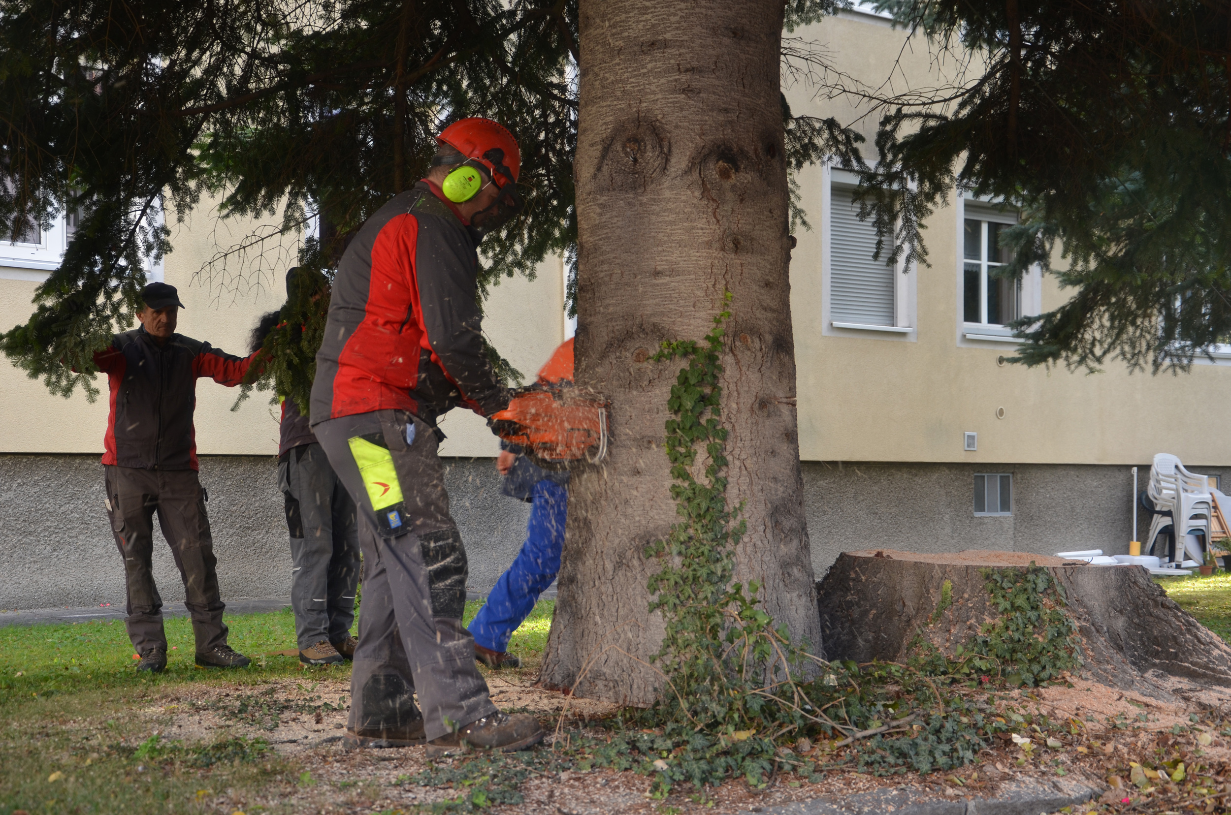 Jetzt muss der Baum noch gekürzt werden, damit er die richtige Höhe hat.
