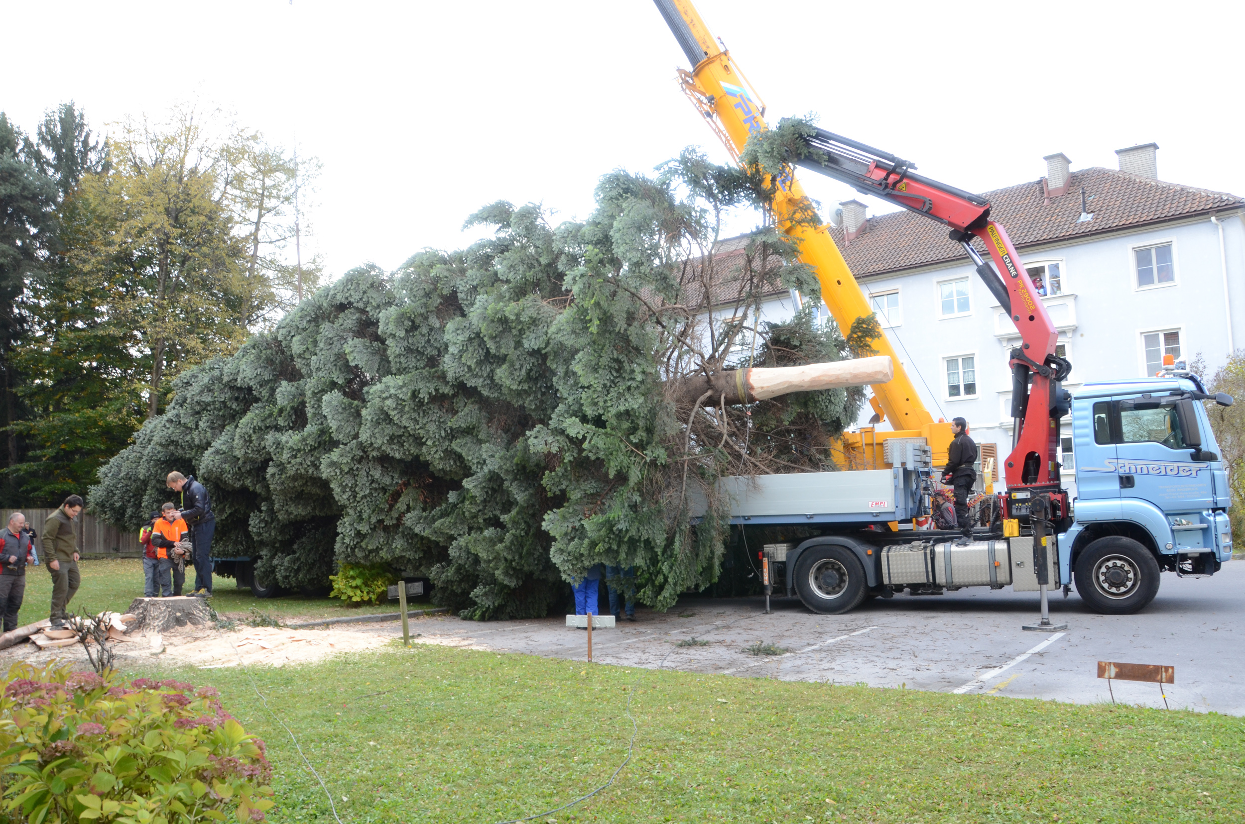 Die erste Etappe ist geschafft: Die Tanne liegt auf dem Tieflader, der sie in die Innsbrucker Altstadt bringt.