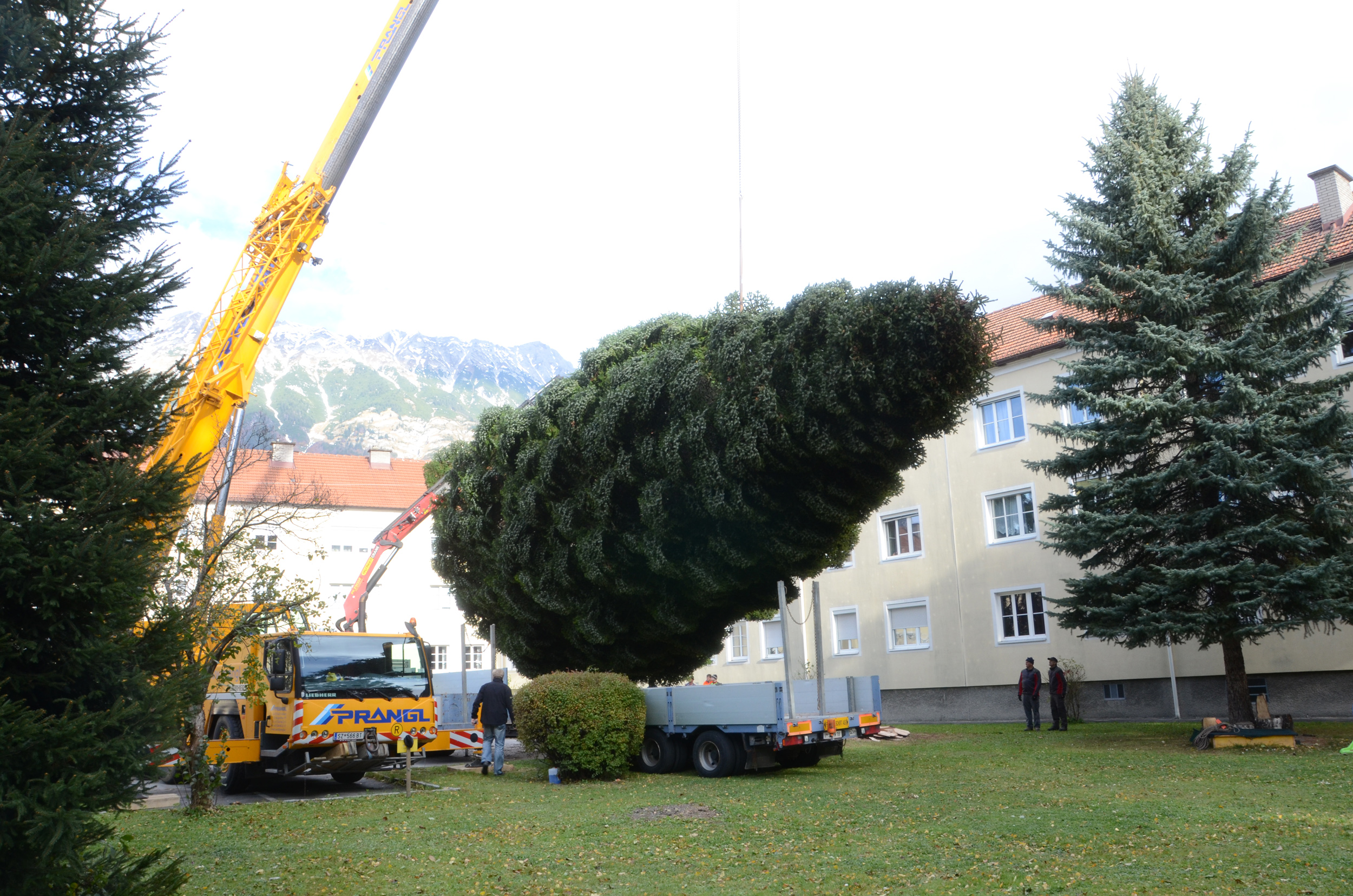 Der schwerste Christbaum aller Zeiten beim Verladen zum Abtransport in die Innsbrucker Altstadt.