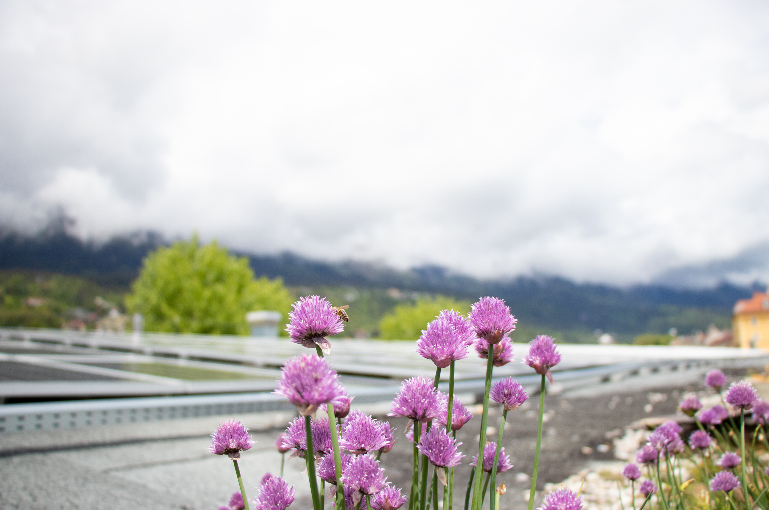 Mit klimafreundlichen Projekten, Maßnahmen und Konzepten setzen sich die Stadt Innsbruck und ihre Beteiligungen für ein nachhaltiges Innsbruck ein.