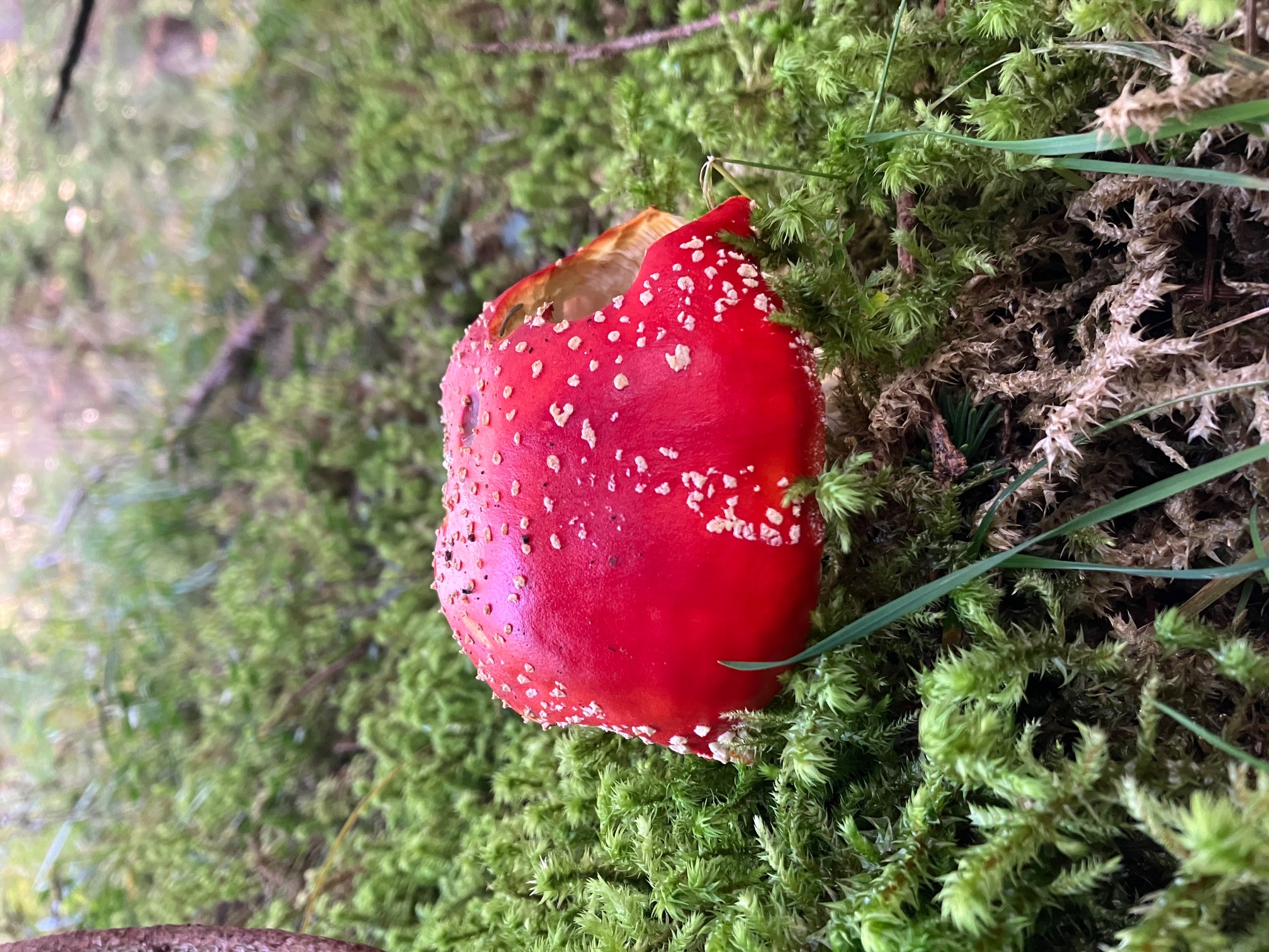 Pilze sind ein wichtiger Teil des Waldes und leben in Symbiose mit Bäumen und anderen Pflanzen. Auch giftige oder ungenießbare Pilze sollten daher unbedingt stehen bleiben.