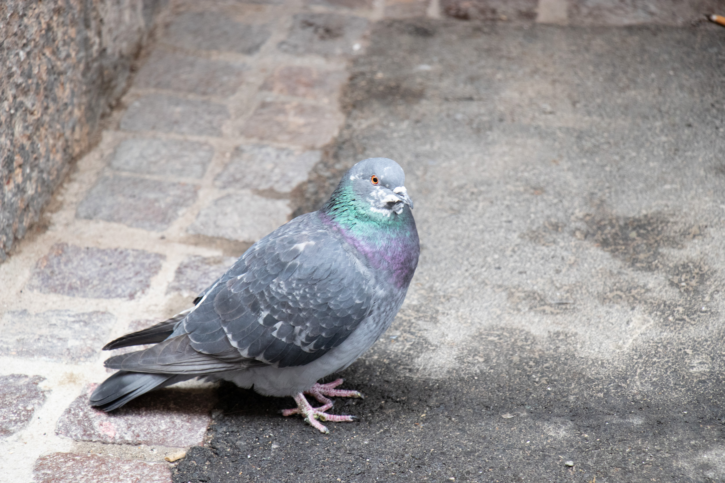 Zum Wohl der Tiere: Tauben und andere Vögel bitte nicht füttern.