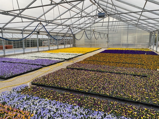 In der stadteigenen Gärtnerei werden Frühjahrs- und Sommerblüher selbst erzeugt.