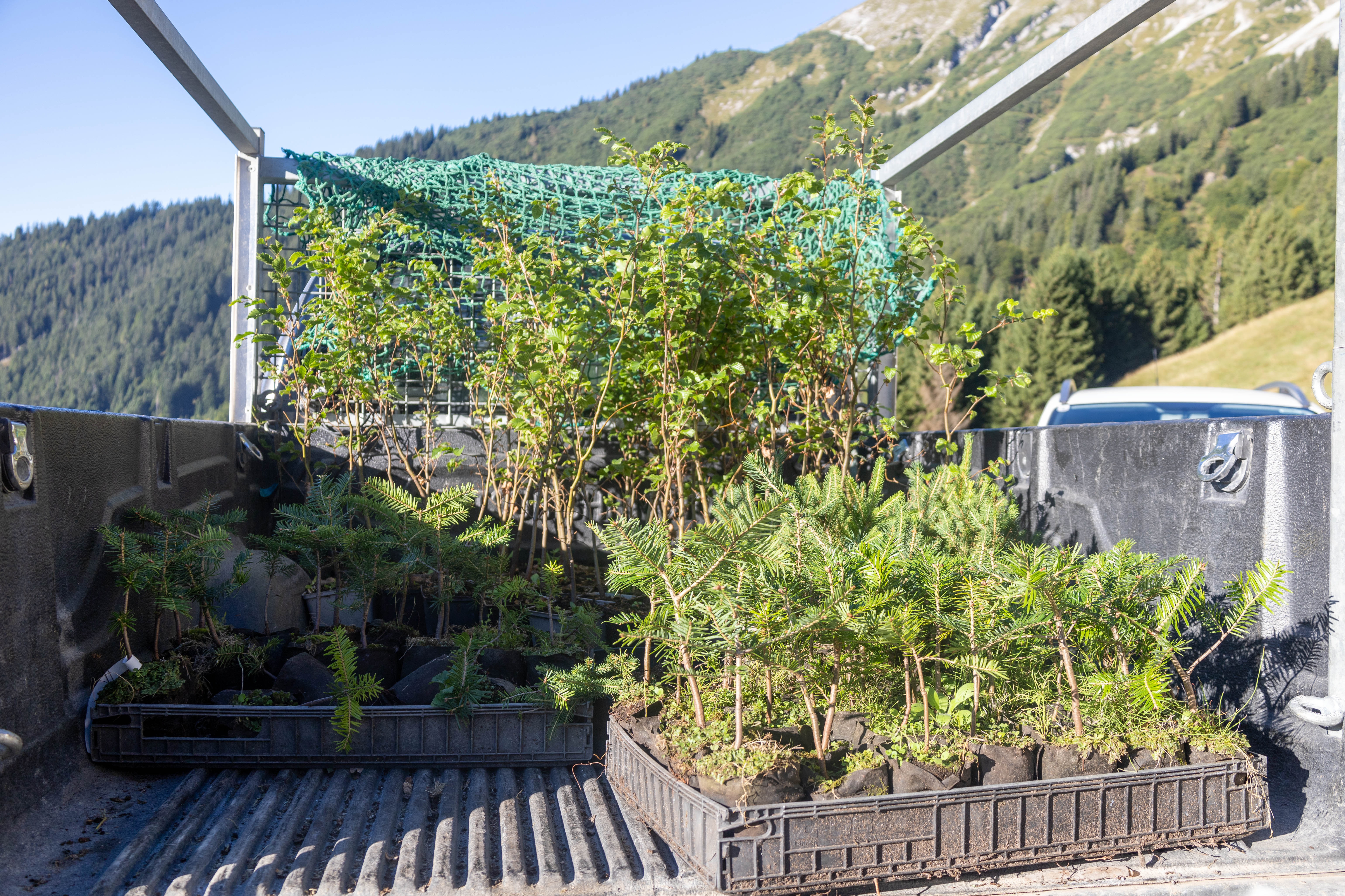 Die Verjüngung der Wälder und die Aufforstung mit tiefwurzelnden Laub- und Nadelbäumen ist eine dringende Notwendigkeit und langfristige Investition in den Naturraum und dem natürlichen Schutzschild der Stadt Innsbruck.