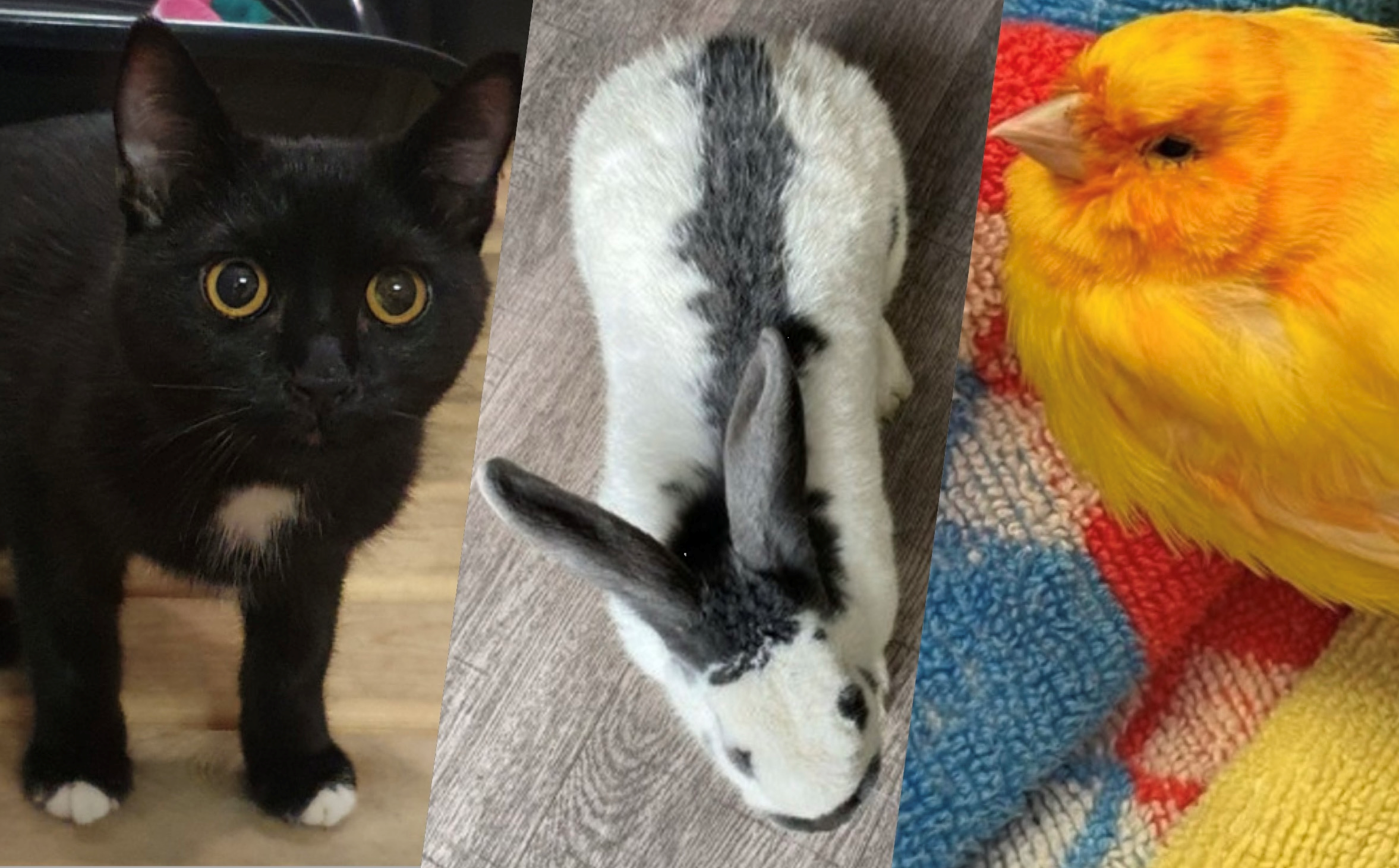 Gefundene Haustiere werden von der Wasenmeisterei in Zusammenarbeit mit dem Tierheim versorgt und Fundmeldungen auf der Amtstafel veröffentlicht. Zuletzt wurden ein schwarzer Kater, ein schwarz-weißes Kaninchen, sowie ein gelber Kanarienvogel im Innsbrucker Stadtgebiet gefunden.