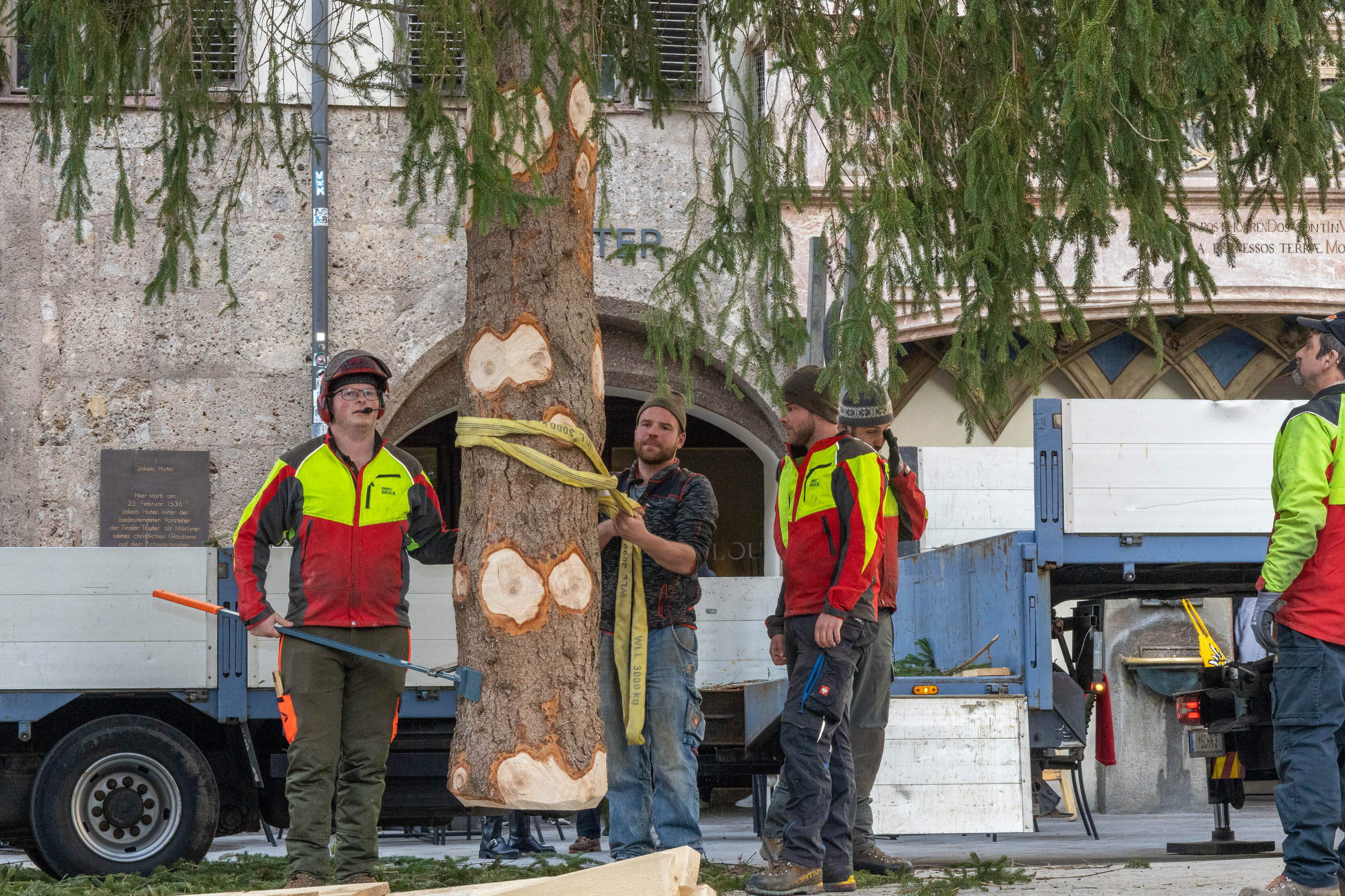 Gewohnte Präzisionsarbeit: Städtische Mitarbeiter platzieren den Christbaum millimetergenau an seinem Standort vor dem Goldenen Dachl.