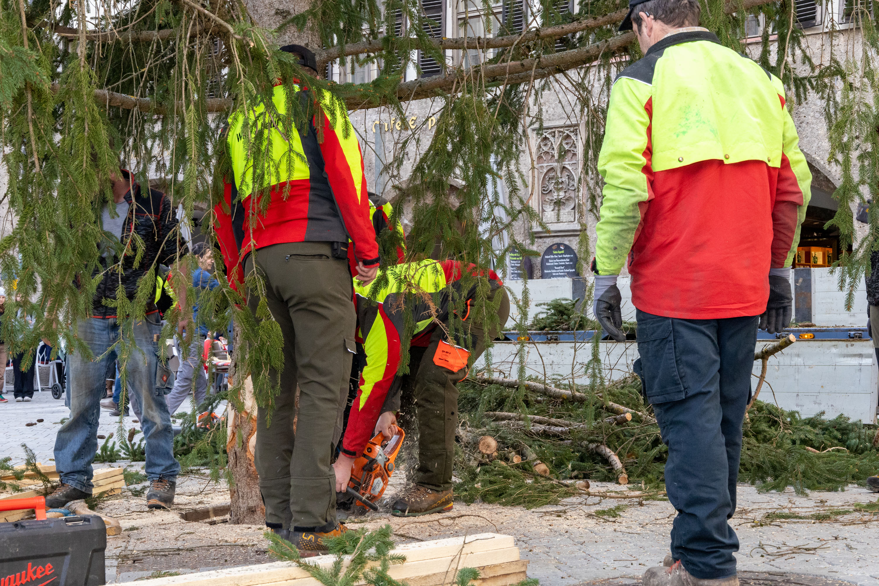 Die etwa 34 Jahre alte Innsbrucker Fichte wird noch mit Keilen gesichert.