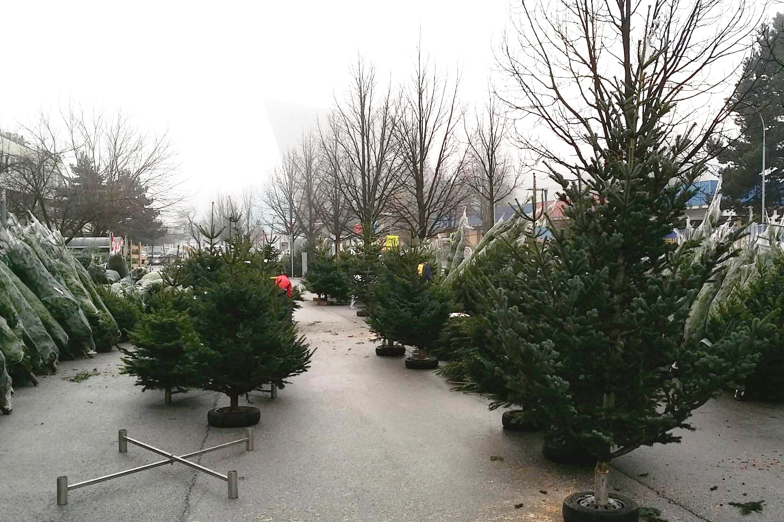 Der Christbaummarkt der Stadt Innsbruck ist täglich von Mittwoch, 18. Dezember, bis Montag, 23. Dezember von 8.00 bis 18.00 Uhr geöffnet.