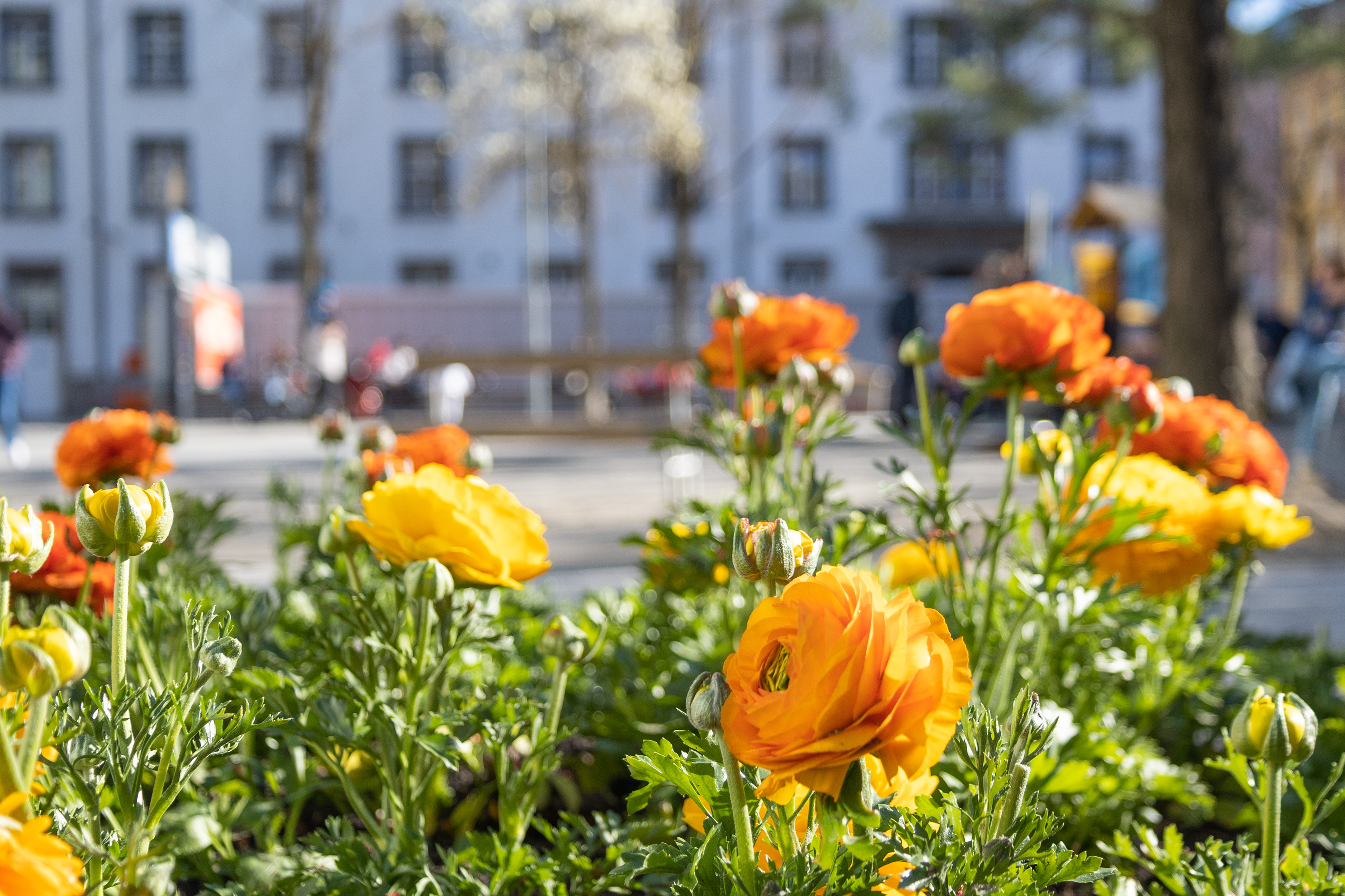 Tulpen, Narzissen, Hyazinthen, Zierlauch, Violen, Anemonen, Primeln und Ranunkeln (im Bild) blühen im Frühling an mehr als 70 Standorten in Innsbruck.
