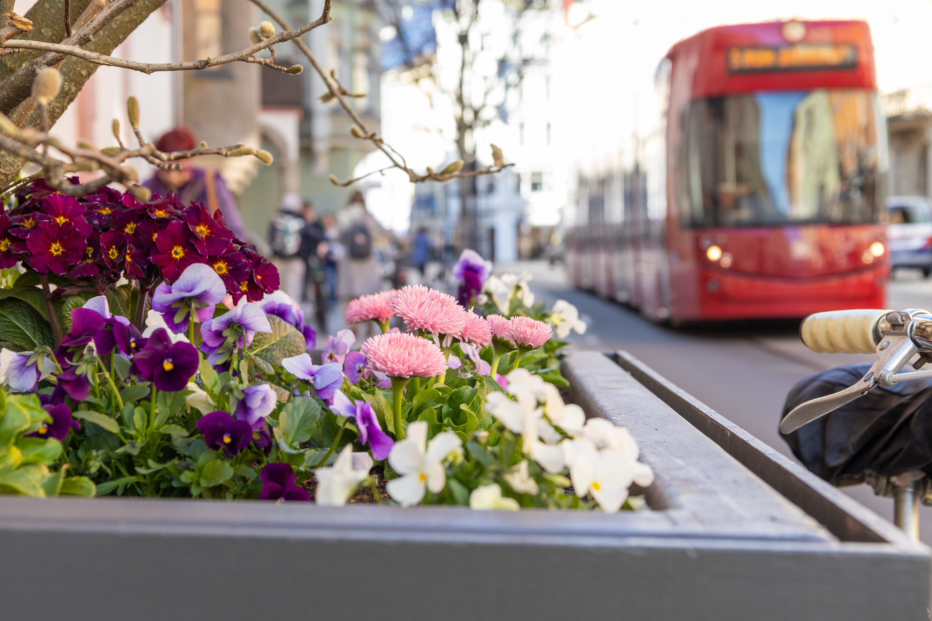 Mit dem Frühling blüht die Stadt auf – dank der umsichtigen Arbeit des Amtes für Grünanlagen.