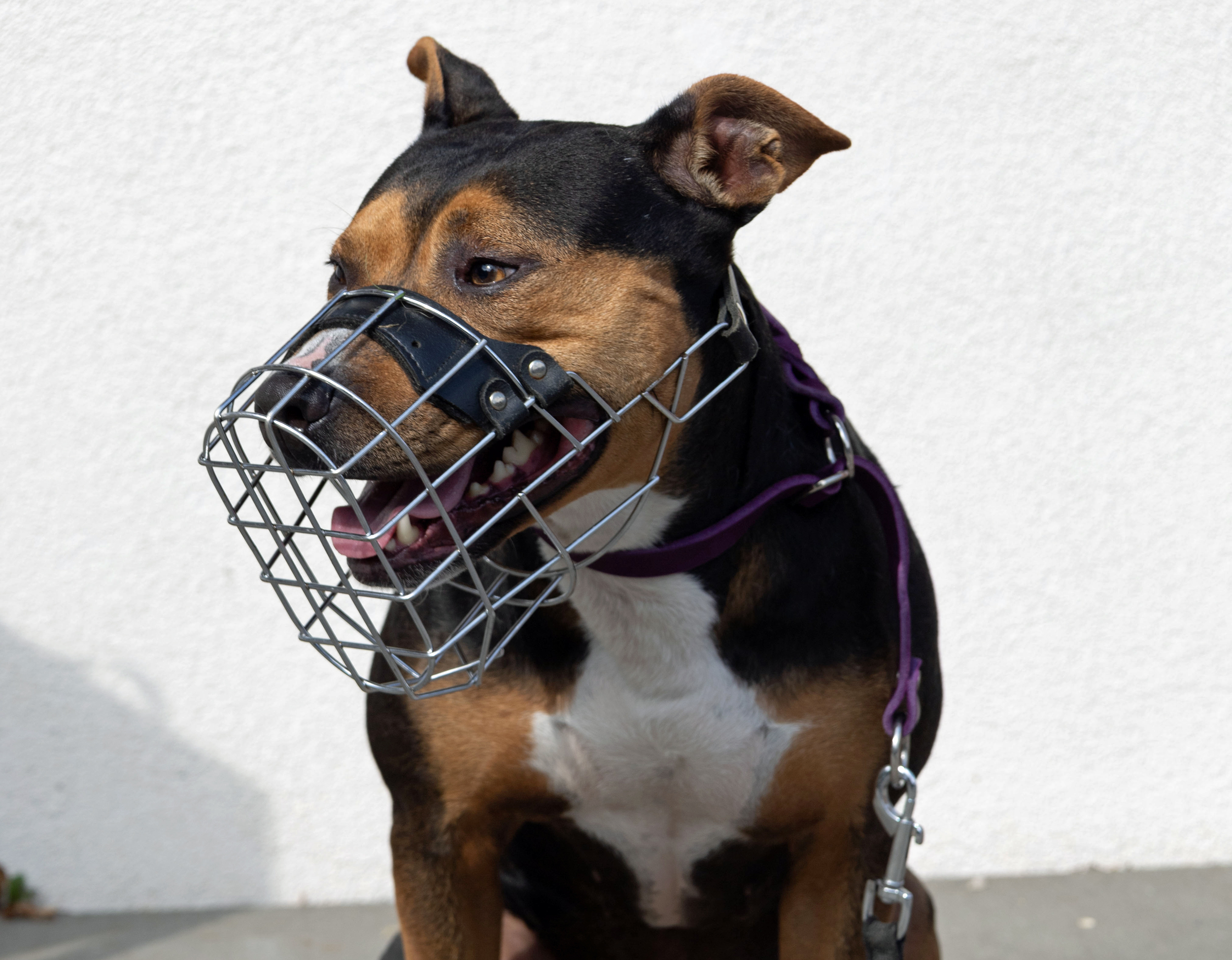 Vor allem in stark frequentierten Bereichen wie Spielplätzen oder in öffentlichen Verkehrsmitteln müssen Hunde einen Maulkorb tragen.