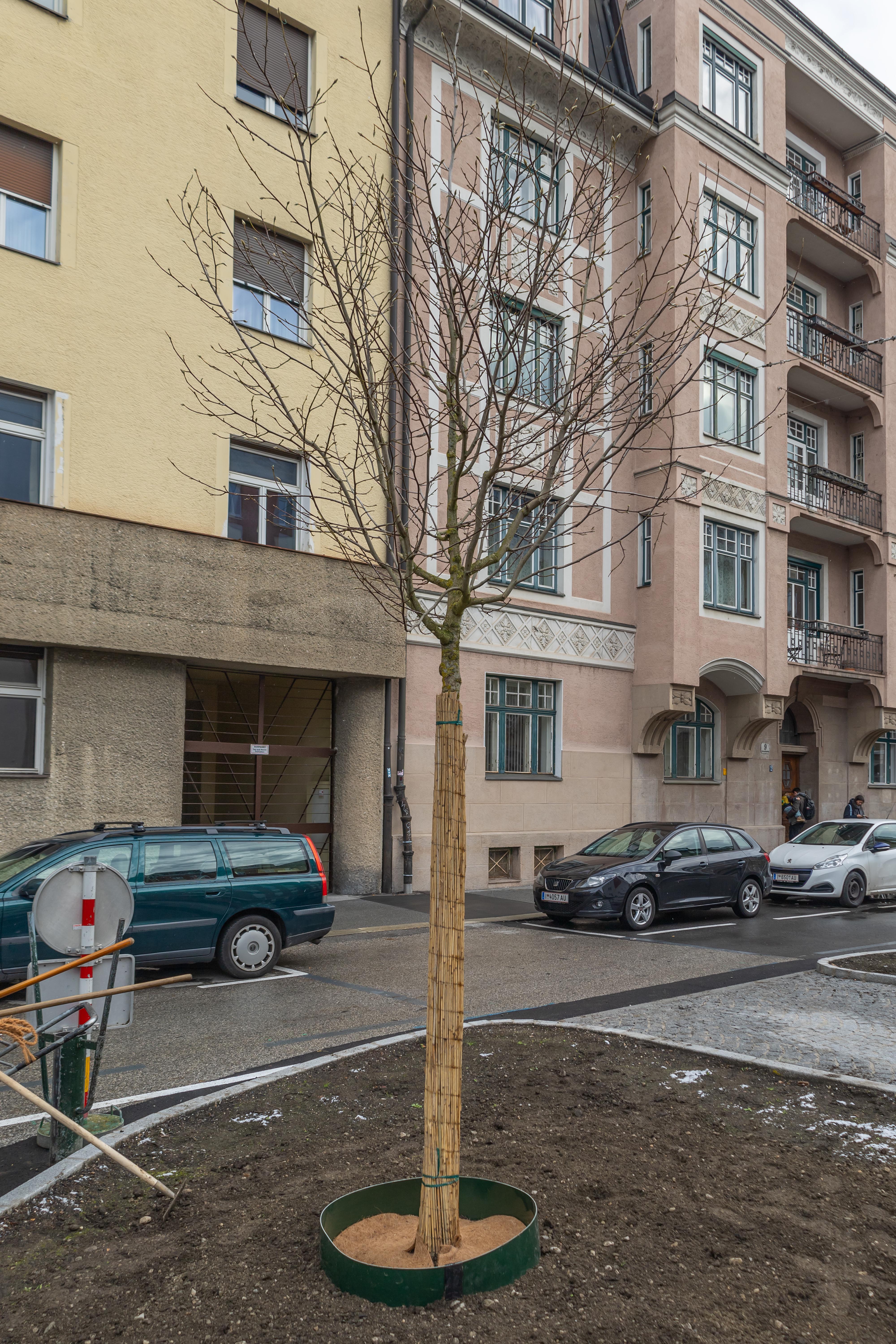 Neues Grün im Stadtteil Saggen: In der Erzherzog-Eugen-Straße wurden neue Bäume eingepflanzt.