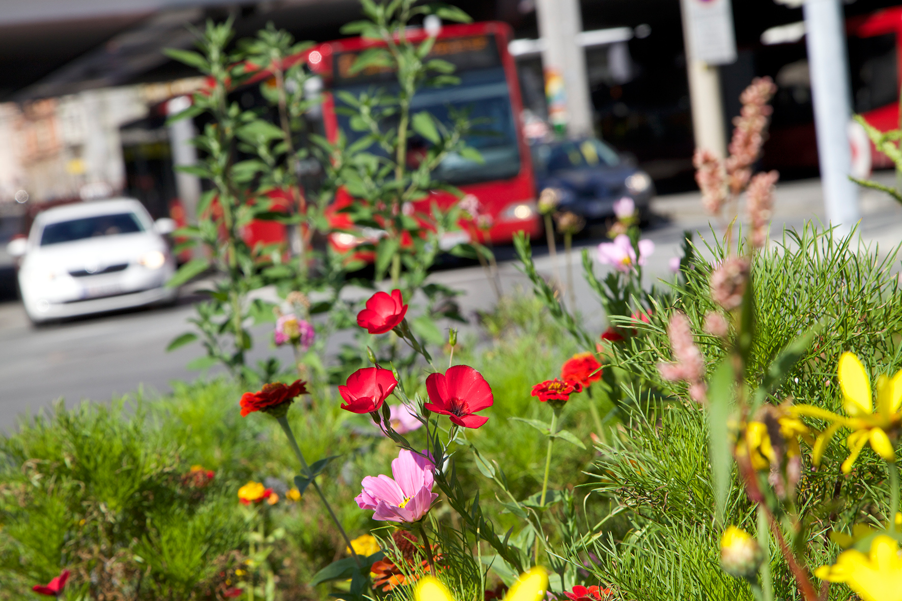 Natur trifft auf "alpin-urban": Bunt blühende Inseln wie diese werden schon bald im gesamten Stadtgebiet zu finden sein.