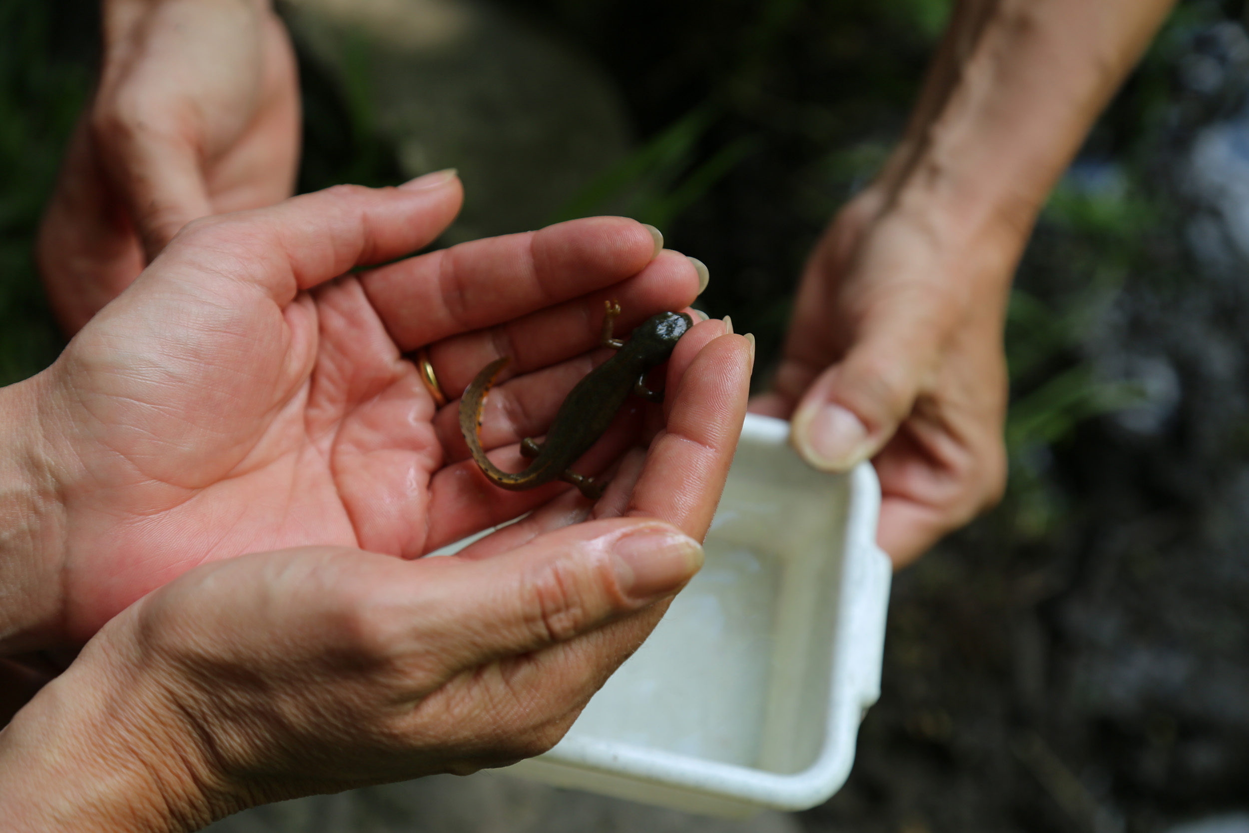 Der Ausschuss für Umwelt, Energie und Mobilität, unter der Vorsitzenden Uschi Schwarzl, besuchte das Mühlauer Fuchsloch. 1989 wurde ein Großteil der heutigen Teiche vom Mühlauer Erwin Kögl angelegt. Seit 1998 wird das 2,5 ha große Naturschutzgebiet durch „natopia“ betreut. Die Stadt Innsbruck fördert dieses Projekt und konnte sich im Beisein von Vizebürgermeisterin Sonja Pitscheider von der hervorragenden Arbeit überzeugen. Biotopsmanagerin Sylvia Auer wartet mit beeindruckenden Zahlen auf und sogar der seltene Teichmolch sowie der Bergmolch konnte gesichtet werden.