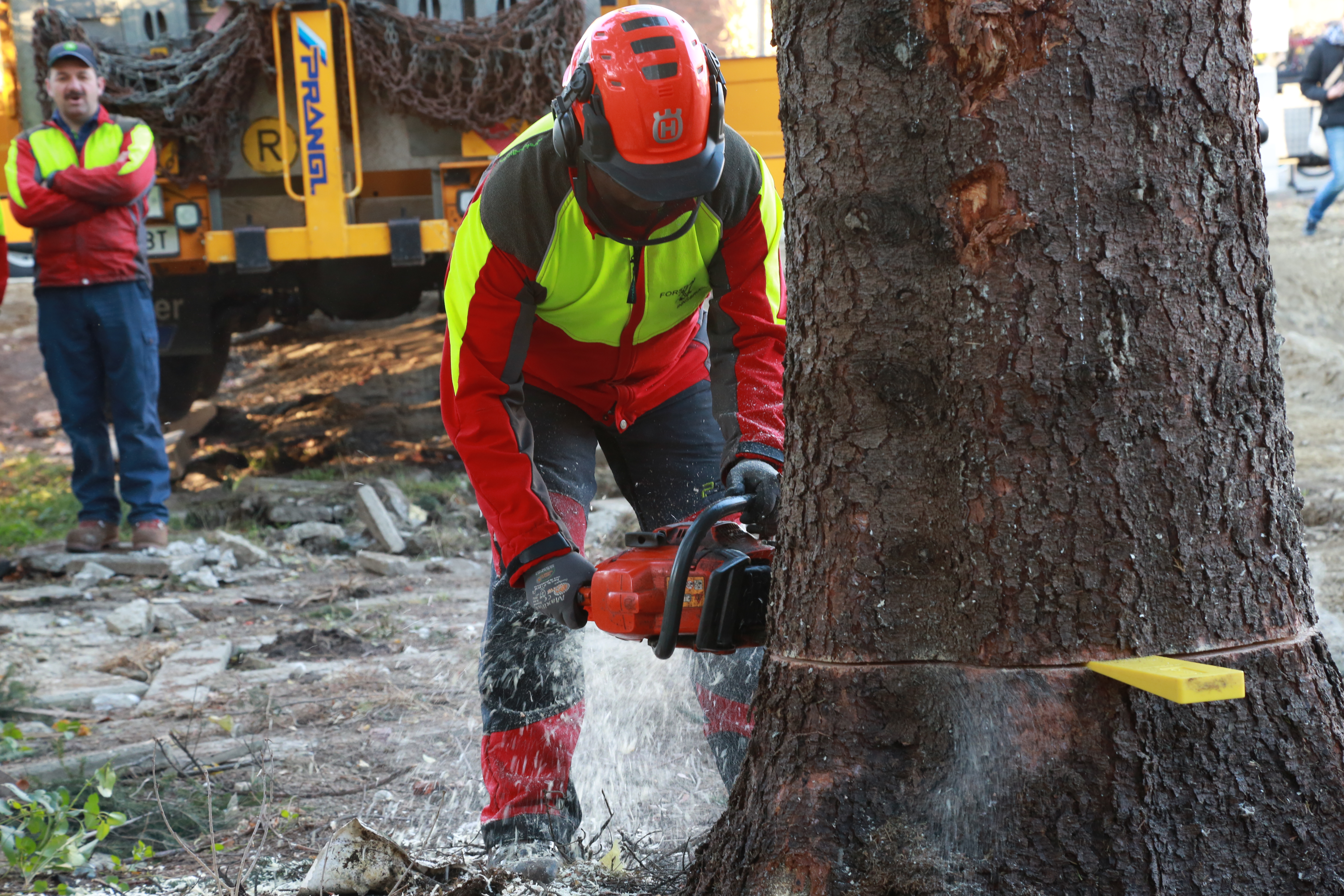 Mittels Motorsäge wird die Fichte umgeschnitten und die Keile stellen sicher, dass sich das Schneideblatt der Säge nicht verklemmt.