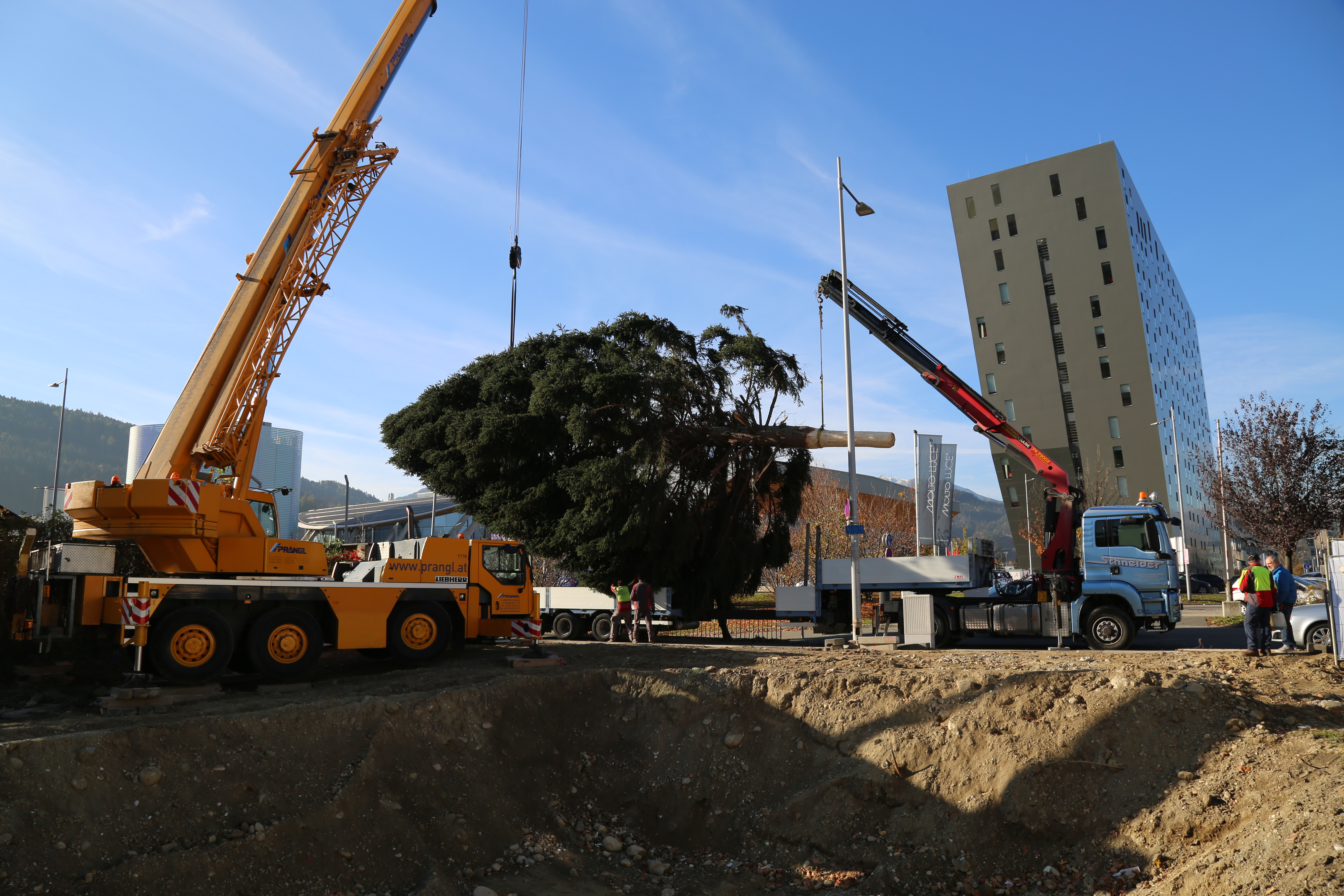 Kurz vor dem Verladen der schönen Fichte.