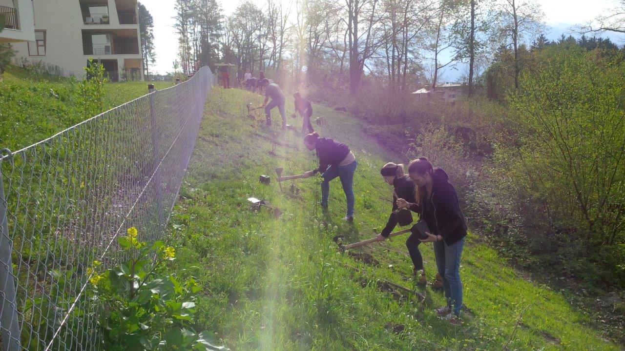Am 22. April haben die Lehrlinge im Stadtmagistrat Innsbruck, von der Bürokauffrau bis zum Landmaschinenmechaniker im Bereich Kranebitten mit großem Eifer und Spaß an der Sache einen Waldgürtel aufgeforstet. dieser Waldgürtel bildet zukünftig eine Grünstreifen zwischen den neuen Siedlungsbereichen im Westen von Kranebitten und dem neuen Spielplatz, dessen Bau in Kürze beginnen wird. Dafür wurden von den Mädchen und Buben ca. 300 Straücher, welche auch in der Natur um Innsbruck vorkommen, verpflanzt. Damit haben die Lehrlinge einen aktiven Beitrag zur Erhaltung und Verbesserung der Wohnqualität in Kranebitten, der Erholungswirkung des Waldes rund um Innsbruck sowie zur Verbesserung des Lebensraumes für Vögel und andere Bewohner von Waldrandbereichen geleistet.
Das Amt für Land- und Forstwirtschaft, welches zusammen mit mit der Lehrlingsbeauftragten Monika Erharter diese Aktion für unseren Lehrlinge organisiert hat, zeigt sich über den Einsatzwillen und das Engagement der Jugendlichen beeidruckt und bedankt sich für die gute Arbeit. Das Amt für Personalwesen hat seinen Beitrag in Form einer wohlverdienten Stärkung Ihrer jüngsten Mitarbeiter geleistet, wofür sich die jungen Waldarbeiter herzlich bedanken.