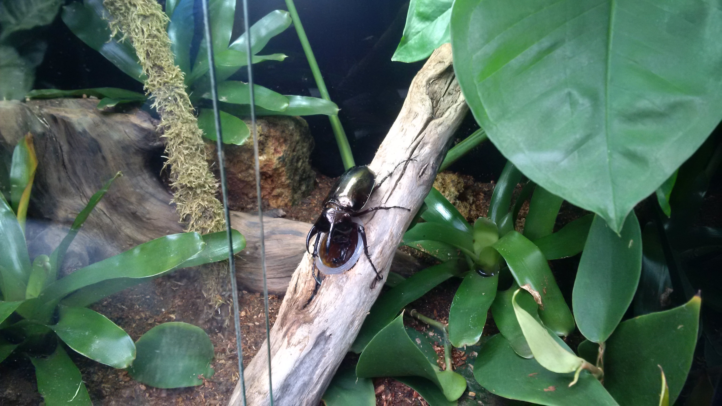 Vizebürgermeister Christoph Kaufmann eröffnete die Reptilienausstellung im Botanischen Garten in Innsbruck. Organisiert wird die sehenswerte Ausstellung von den Reptilienfreunde-Tirol und läuft noch bis zum 07. Mai 2016.