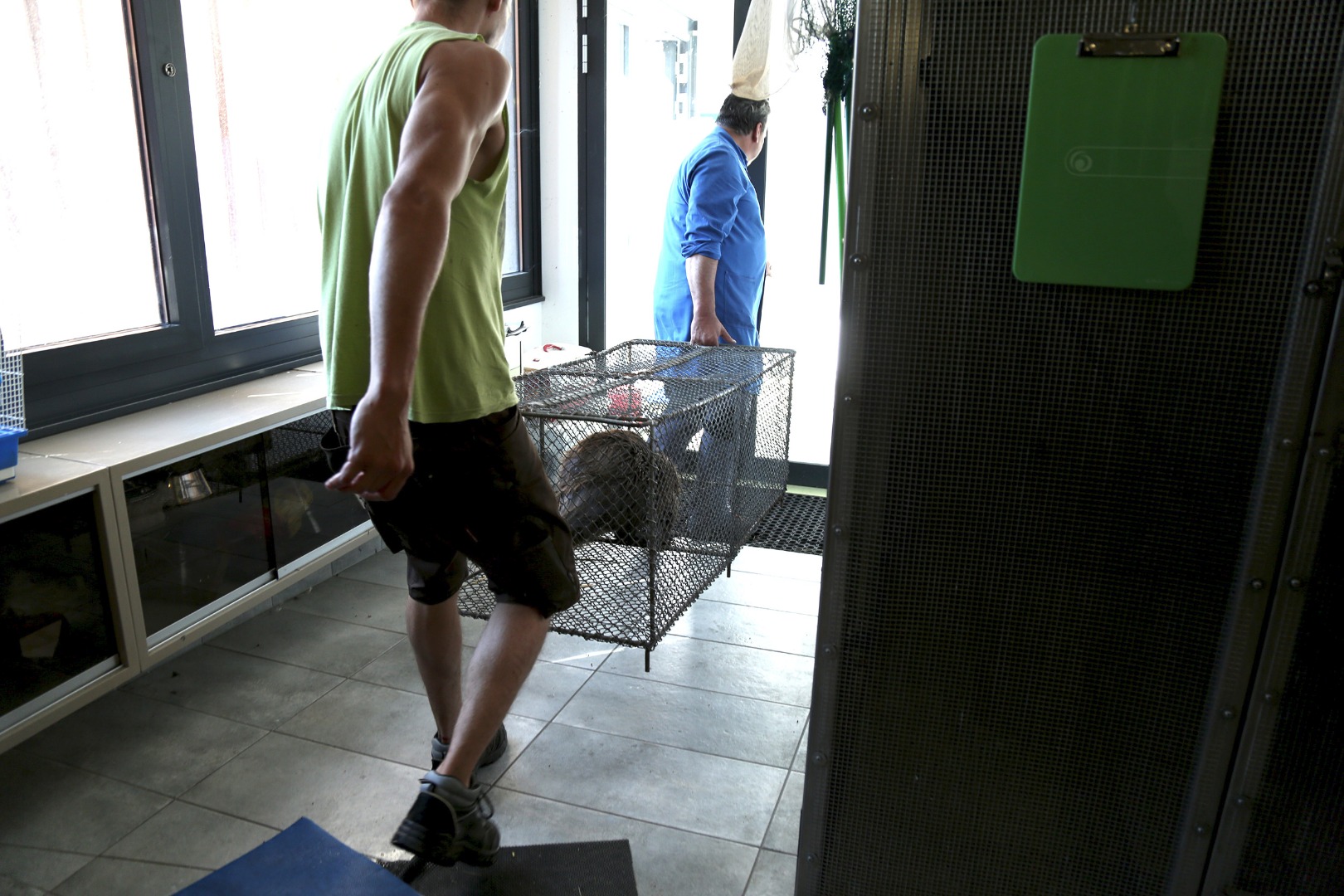 Einfangen und verladen des Bibers im Alpenzoo.