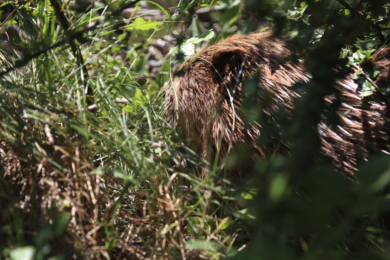 Der Biber durchforstet die Böschung nach einem geeigneten Versteck.
